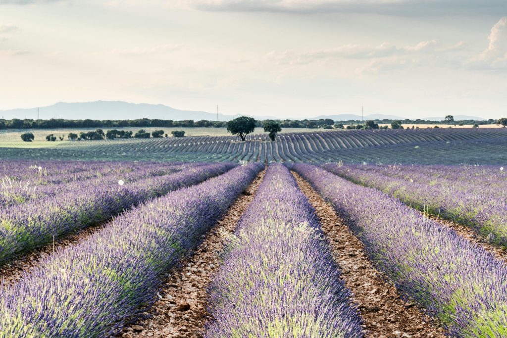 Campi lavanda