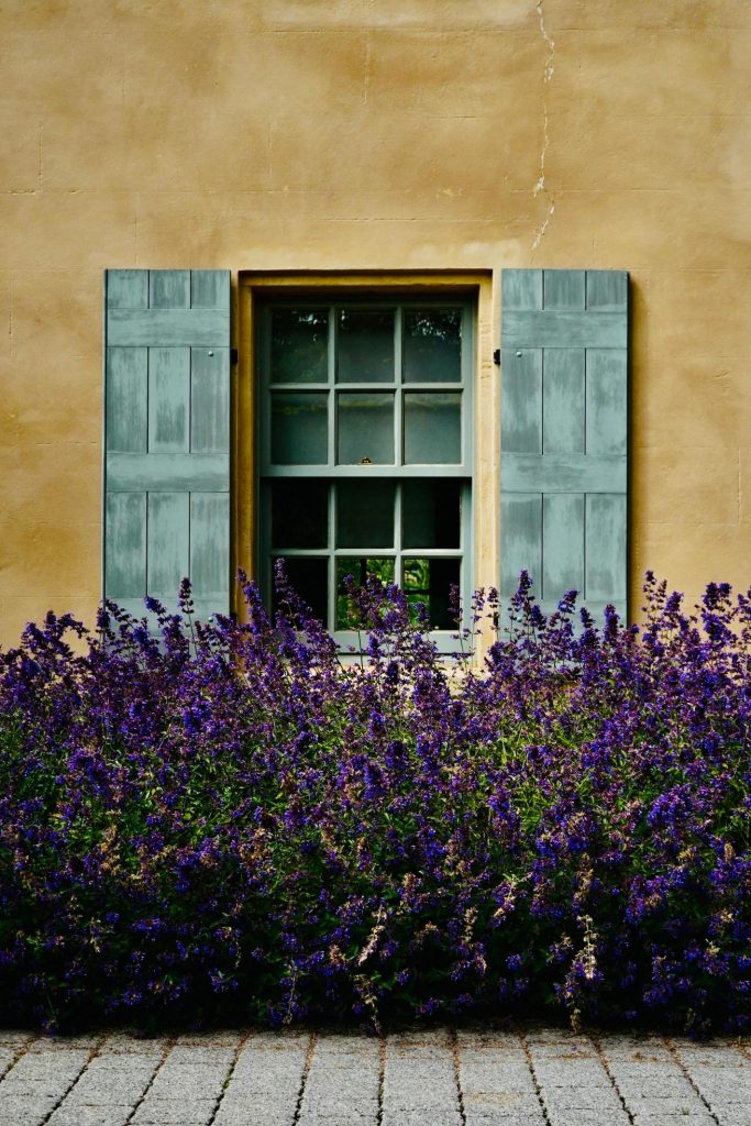 fioritura lavanda quando
