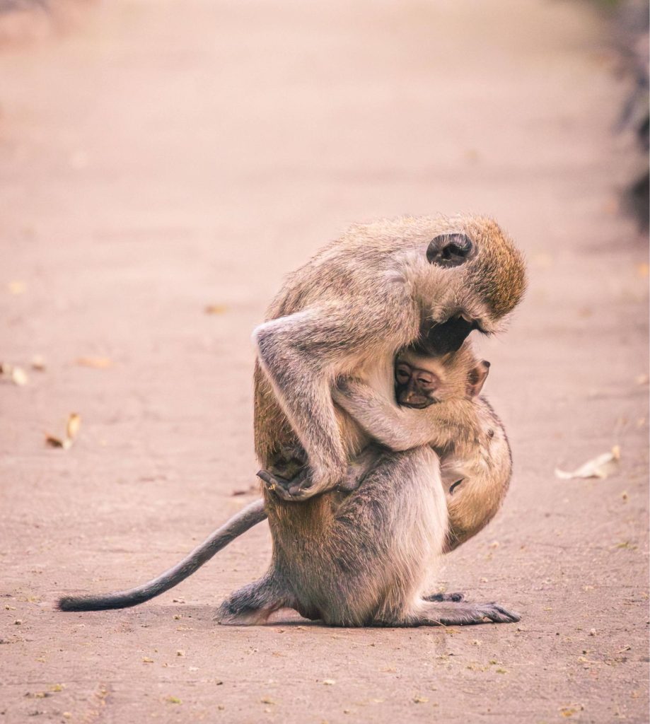 Fotosafari mamma scimmia