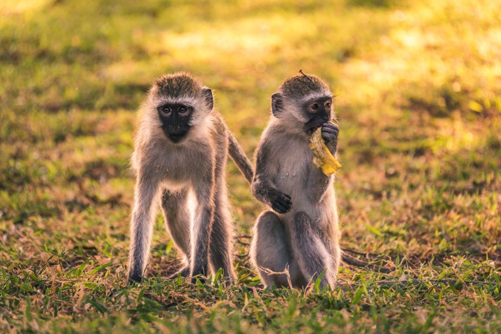 Fotosafari scimmie