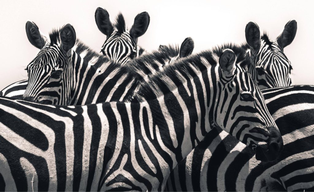 Fotosafari zebre minimal