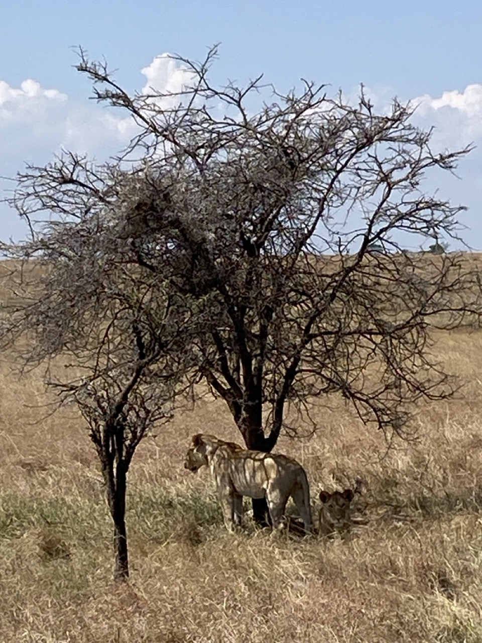 iphone 11 fotografare safari