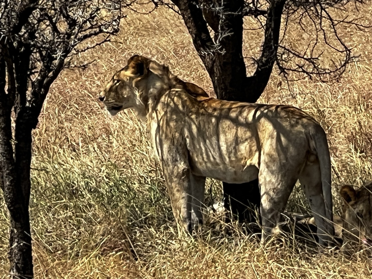 iphone 13 pro fotografare safari